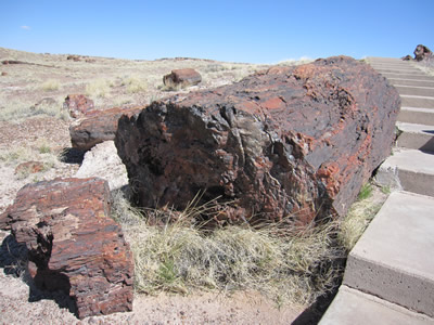 petrified wood